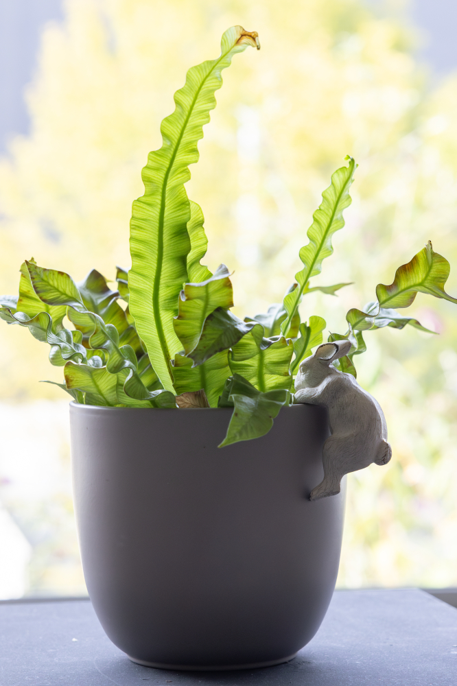 Featured Products RABBIT POT HANGER - Fallen Fruits Ltd