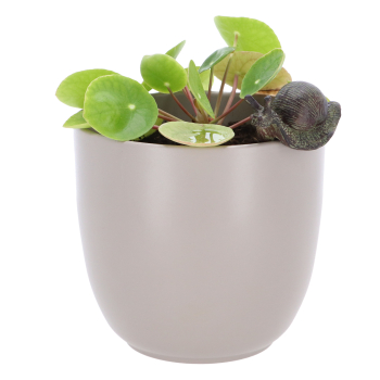 FLOWER POT HANGER SNAIL FLOWER POT HANGER SNAIL